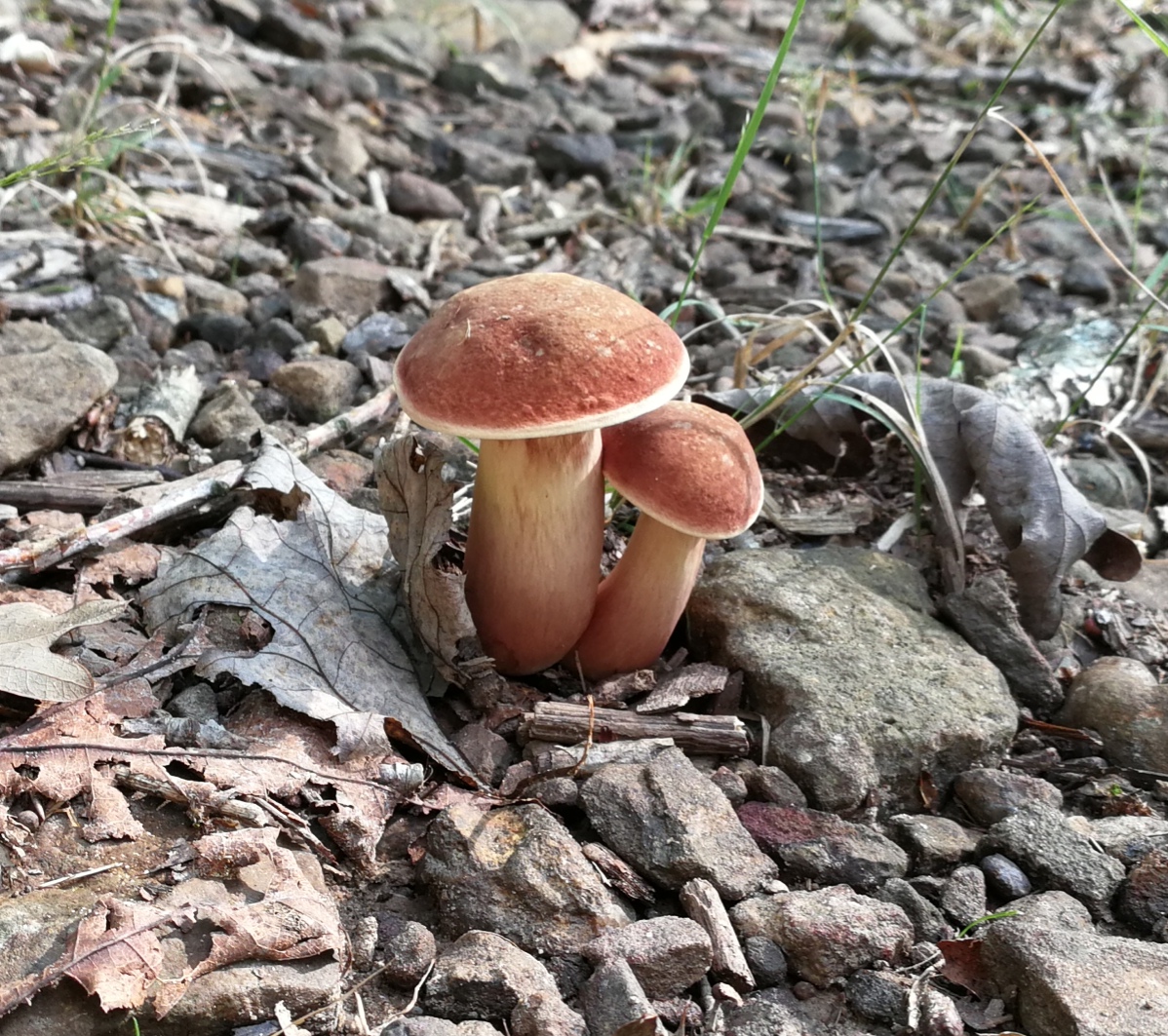 Red mushroom on ground